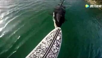 鳄雀鳝最新爆料,揭秘其神秘生活与潜在威胁